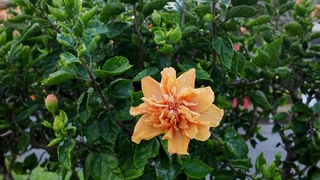 扶桑花（黄色）