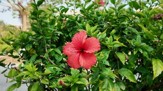 扶桑花（红色）