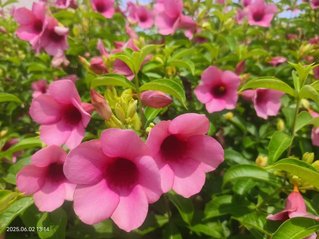 紫蝉花